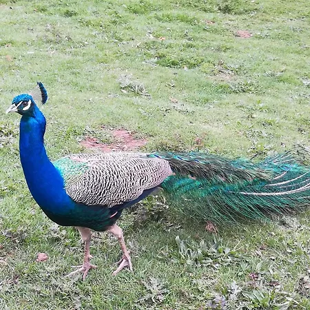 In Silbecke Mit Pool Und Wald *