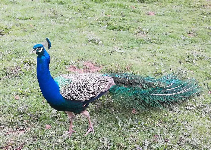 In Silbecke Mit Pool Und Wald *